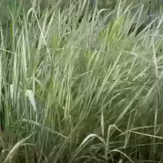 Phalaris Arundinacea Feesey Reed Canary Grass 